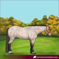 Horse Color:Bay Roan 