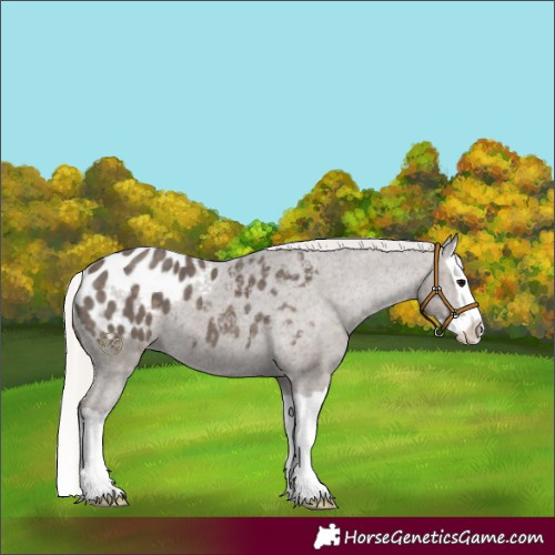 Horse Color:Silver Black Splash Appaloosa 