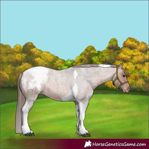 Horse Color:Bay Roan Tobiano Snowcap