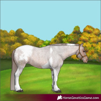Horse Color:Bay Roan Tobiano Snowcap 