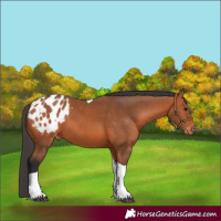 Horse Color:Bay Tobiano Blanket