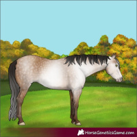 Horse Color:Gray Amber Champagne 