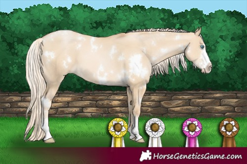 Horse Color:White Spotted Palomino Pearl Dun Sabino