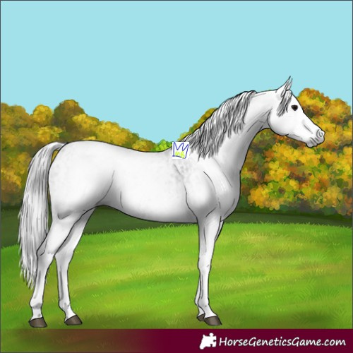 Horse Color:Gray White Spotted Black  and Gray White Spotted Black 