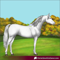 Horse Color:Gray White Spotted Black  and Gray White Spotted Black 