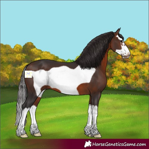 Horse Color:Brown Splash Frame 