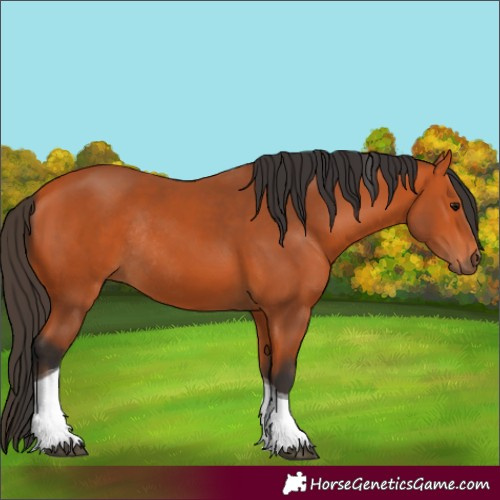 Horse Color:Bay Tobiano Rabicano 