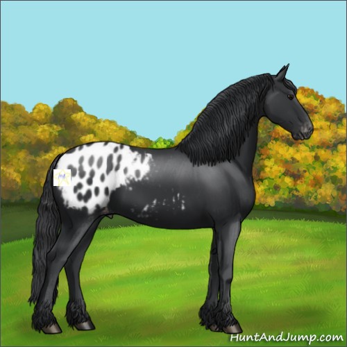 Horse Color:Black Blanket 
