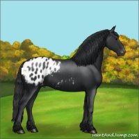 Horse Color:Black Blanket 