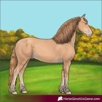 Horse Color:Gold Champagne Rabicano 