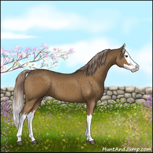 Horse Color:Chocolate Palomino Splash