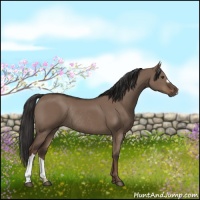 Horse Color:Liver Red Dun Rabicano 