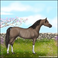 Horse Color:Liver Red Dun Rabicano 