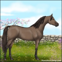 Horse Color:Liver Red Dun Rabicano 