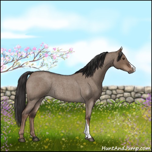 Horse Color:Liver Red Dun Roan Rabicano