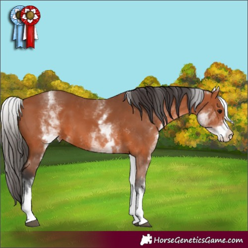 Horse Color:White Spotted Bay 