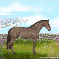 Horse Color:Liver Red Dun Rabicano 