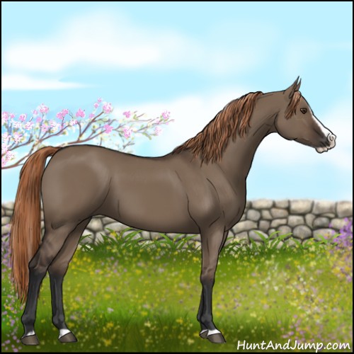 Horse Color:Liver Red Dun Splash Rabicano