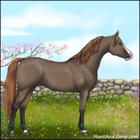 Horse Color:Liver Red Dun Splash Rabicano 
