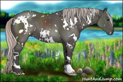 Horse Color:White Spotted Silver Black 
