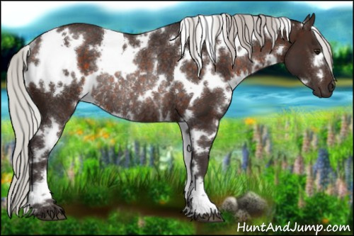 Horse Color:White Spotted Silver Brown Rabicano 