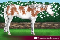 Horse Color:White Spotted Silver Brown Splash 