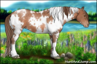 Horse Color:White Spotted Brown Pearl 