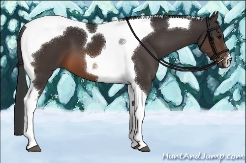 Horse Color:Brown Tobiano 
