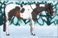 Horse Color:Brown Tobiano