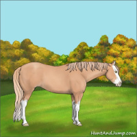 Horse Color:Gold Champagne Splash