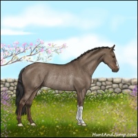 Horse Color:Liver Red Dun Rabicano 
