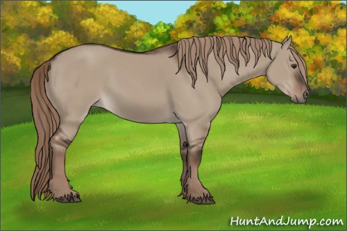 Horse Color:Liver Red Dun Rabicano 