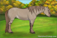 Horse Color:Liver Red Dun Rabicano 