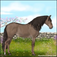 Horse Color:Liver Red Dun Rabicano 
