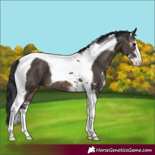 Horse Color:Brown Dun Sabino Tobiano