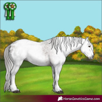 Horse Color:Gray White Spotted Liver Chestnut Blanket 