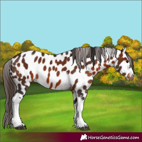 Horse Color:White Spotted Brown Appaloosa 