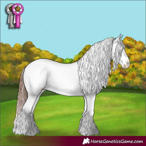 Horse Color:White Spotted Bay Appaloosa 