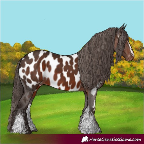 Horse Color:White Spotted Liver Chestnut Near Leopard 