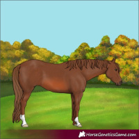 Horse Color:Chestnut 