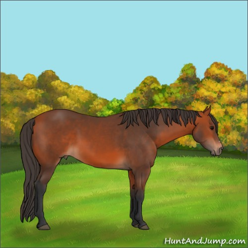 Horse Color:Bay 