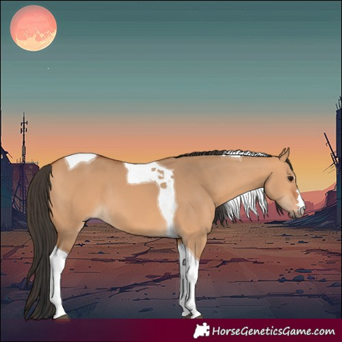 Horse Color:Bay Dun Tobiano 
