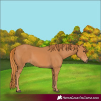 Horse Color:Chestnut 