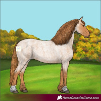 Horse Color:Red Roan 