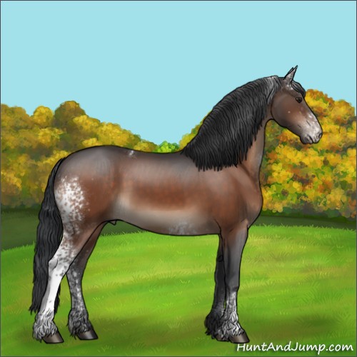 Horse Color:White Spotted Brown 