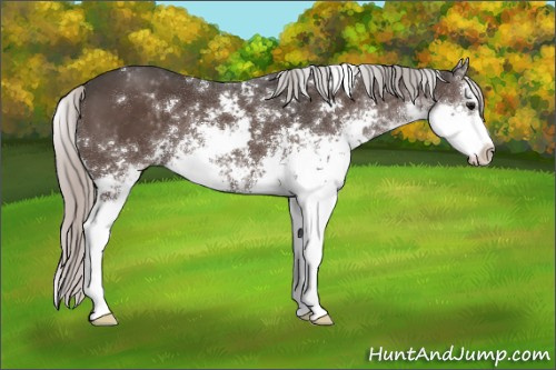 Horse Color:Silver Black Sabino 