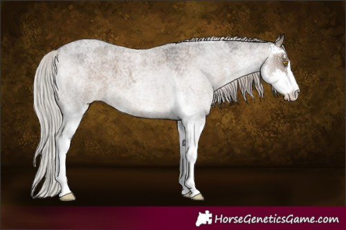 Horse Color:Silver Grullo Roan Sabino