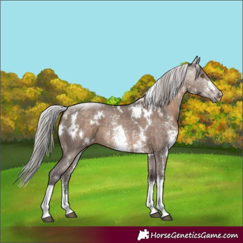 Horse Color:White Spotted Silver Brown Dun Sabino 