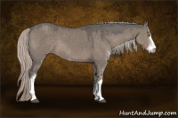 Horse Color:Silver Grullo Sabino 