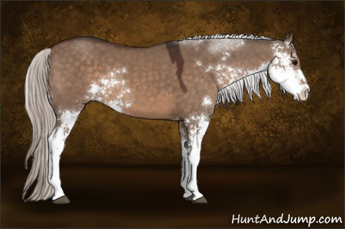 Horse Color:Silver Brown Dun Sabino 